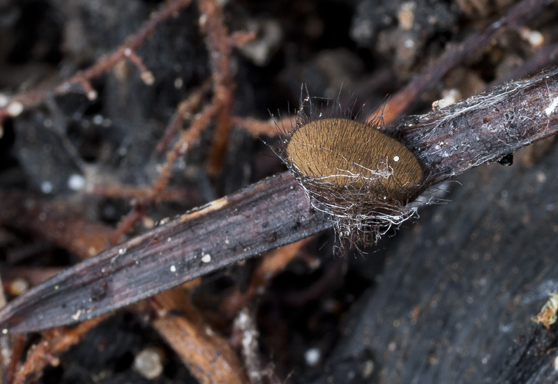 Desmazierella acicola